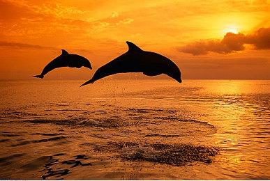 《梦幻之星OL2》十年后终于将在欧美登陆PS4主机