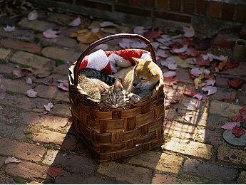 《艾尔登法环》官方艺术设定集发售 内页预览展示